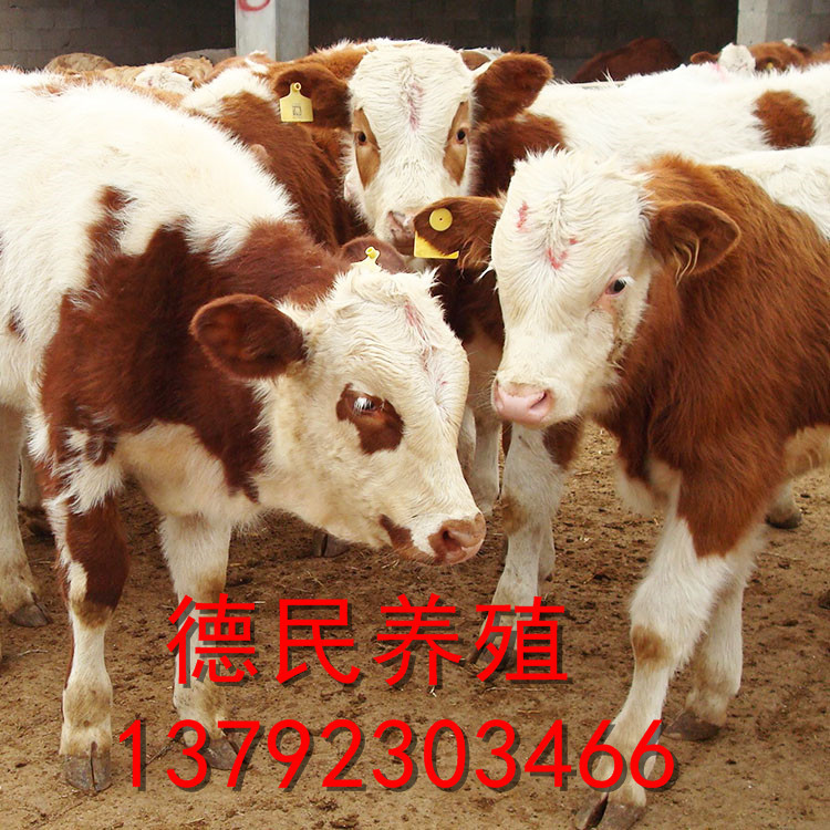 西门塔尔牛牛犊 改良肉牛犊价格 出肉率高的肉牛 免费送货