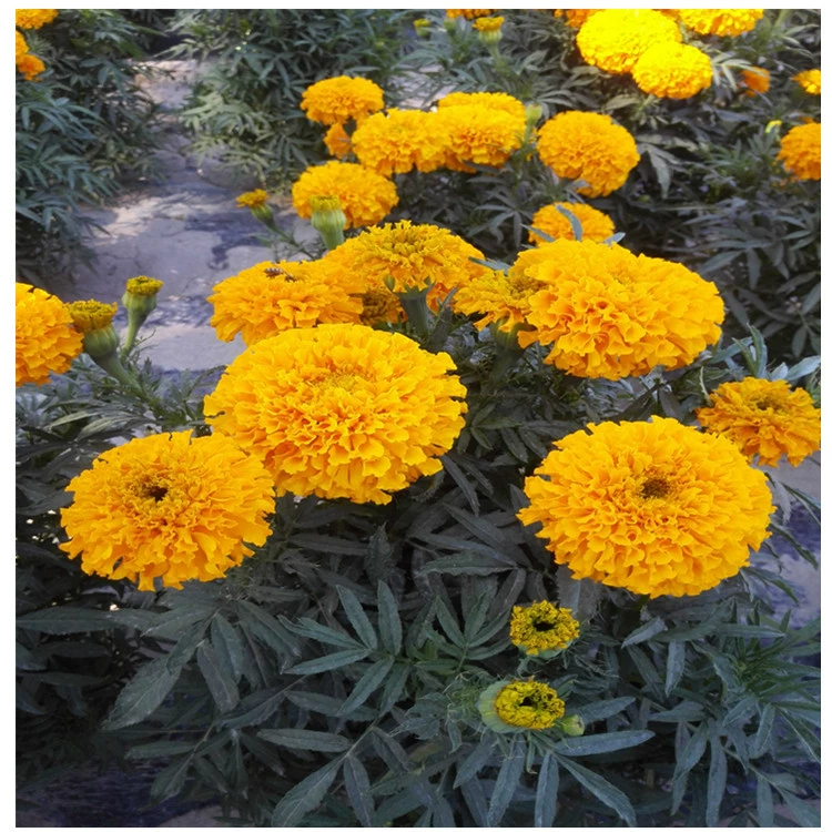 Семена календулы выносливые трава цветок календулы семена цветов Четыре сезона посев Садоводство Ландшафтная инженерия Озеленение