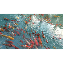 科旭達魚池水處理陝西渭南室外水池過濾系統生物凈化系統免費設計