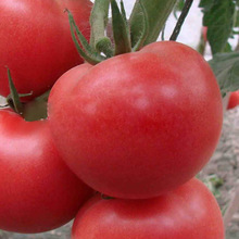 寶石捷1號大粉果番茄種子春播冬季抗TY西紅柿種籽孑子高產硬果
