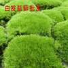 Moss micro -landscape plant micro -landscape moss Fresh white hair moss small white hair moss one square meter wholesale