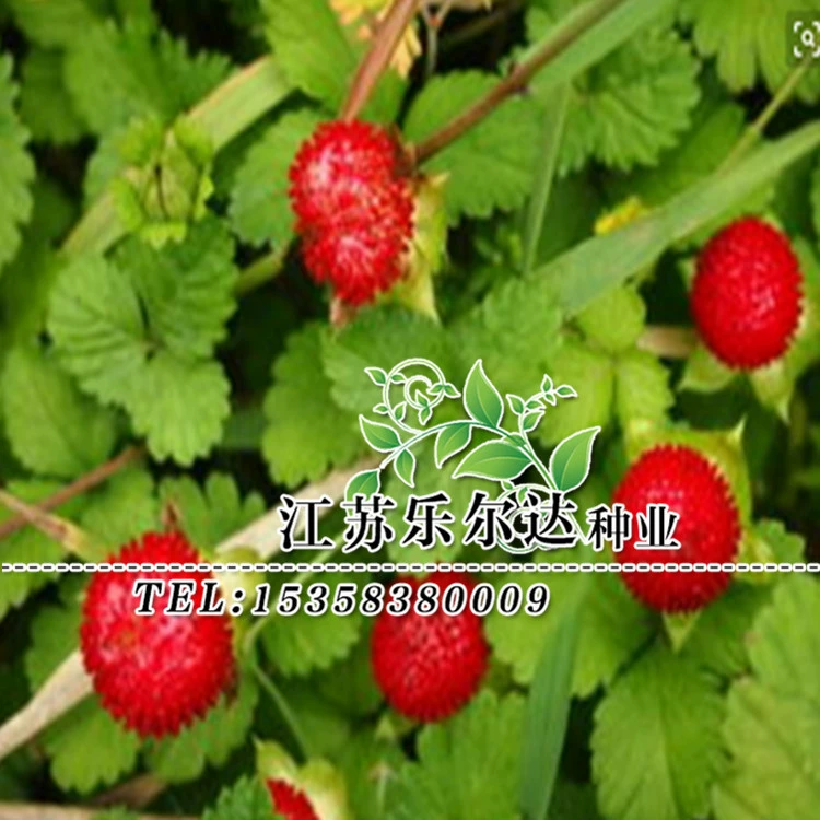 Оптовая грунтовые Цветы Семена ягод змеи инженерия Сад Балкон Сад Открытый легкие цветы в горшке семена четыре сезона