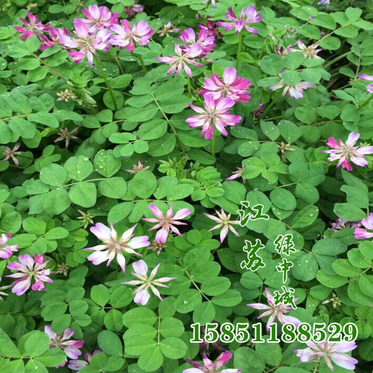 未命名_副本2_副本