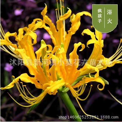 Бианхуа Семена Маньчжушахуа Горшечные Семена Шарик Лорифера Цветок Крытый Четыре Сезона Легко сажать Садоводческие Цветочные Саженцы
