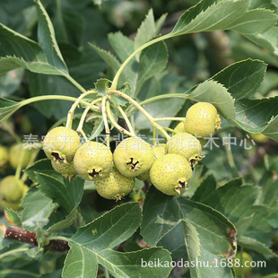 Ʒ�N���޽�ɽ��� ����� �m��ؚ�ɽ�طNֲ ��ϵ�l�_�ɻ�