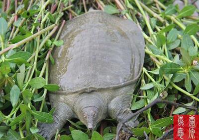 中华鳖活体3年生态甲鱼2-3斤仿野生老鳖水鱼团鱼王八 甲鱼包活