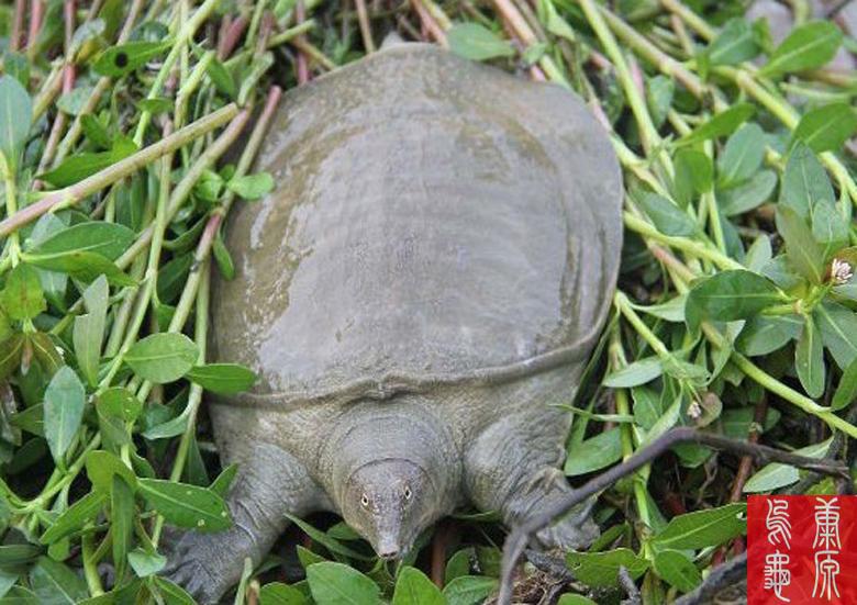 中华鳖活体3年生态甲鱼2-3斤仿野生老鳖水鱼团鱼王八 甲鱼包活