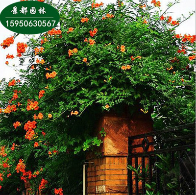 Climbing Campsis Big flower Climb the wall Climbing Botany China Sapling balcony villa green courtyard Botany