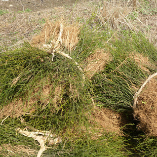 �������������ش�������  Ʒ�N������ �F�ڬF�u �Ɍ��ؿ���