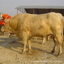 魯西黃牛 南方黃牛肉牛犢子繁殖夏洛萊牛商品種牛運輸