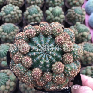 ������̫ƽ����^/�t������^��6CM ���^