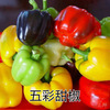 Colorful pepper Vegetable Seeds Chao Tianjiao Bolly Body Potted Room