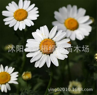 �׾��ջ��N�Ӱ׾����҃��̨ͥԺ���Ի����ļ��׷N���N�ļ����ݷN