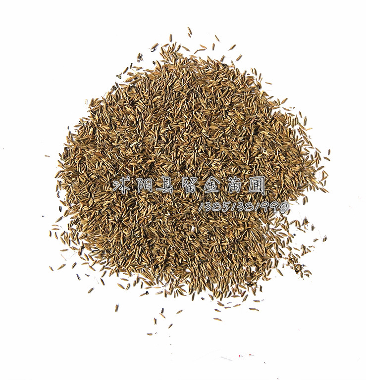 Sell Chinese herbal medicines seed Dandelion seeds Big leaf Dandelion seed Wild Mother Ding seed