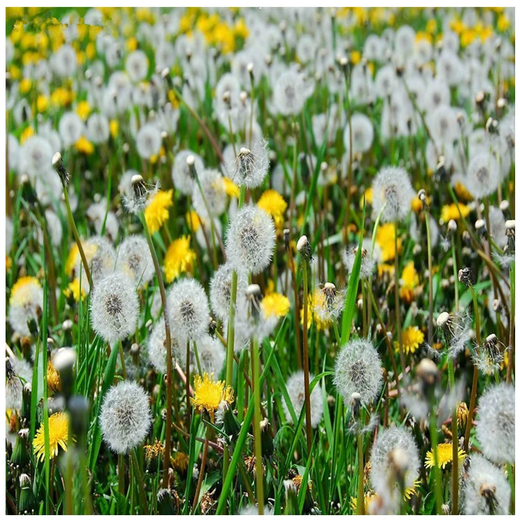 Оптовые цветочные семена одуванчика диких сортов семян одуванчика полное большое количество скидка может быть оплачена при доставке