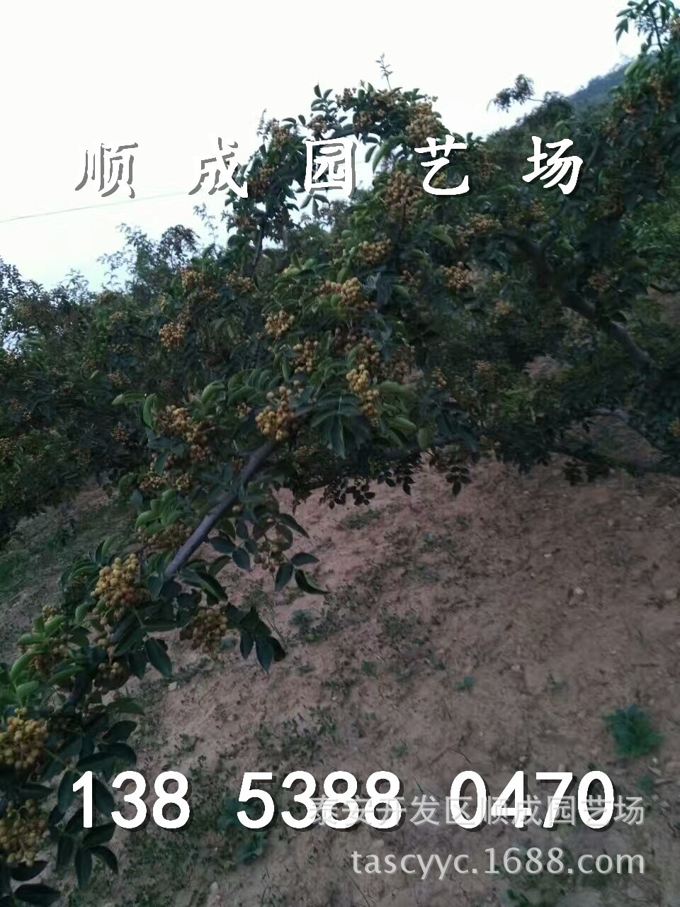 2045636953_副本