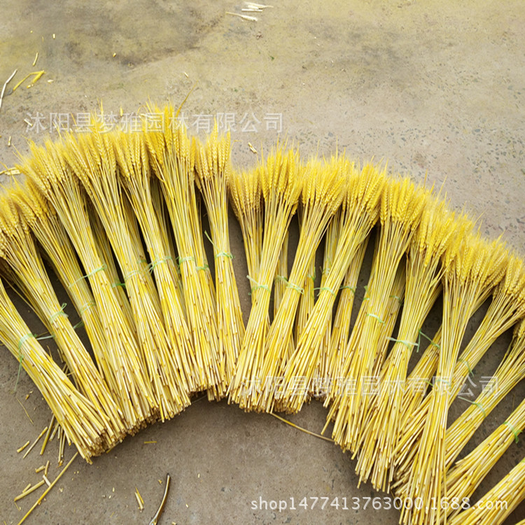 IMG_20160520_154619_副本