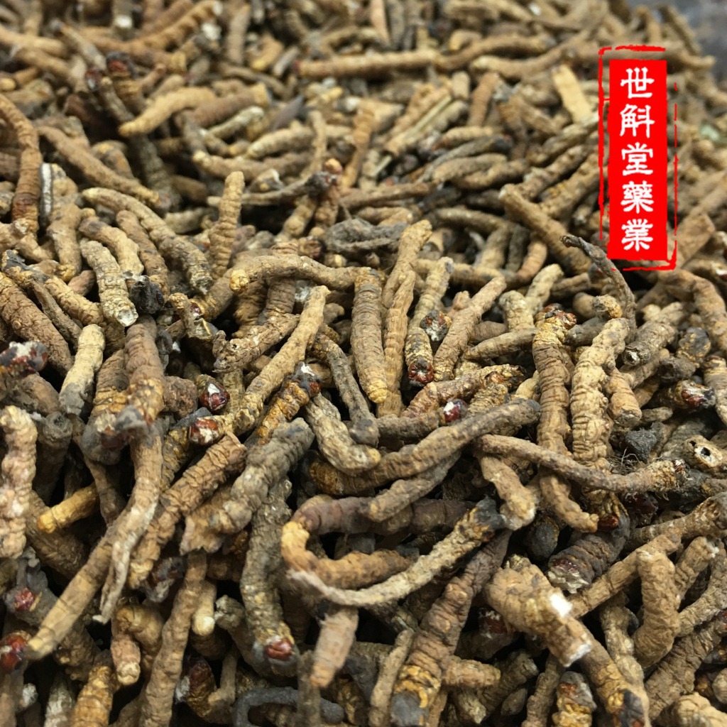 冬虫夏草断草 藏区野生虫草直销自用实惠新草包邮批发正品保证|ms