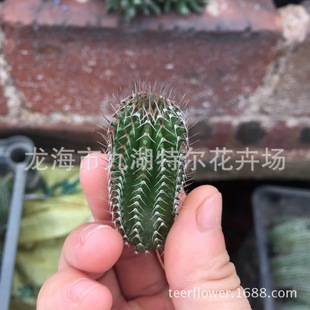 �����������������w���҃����� �҃����� ��5CM