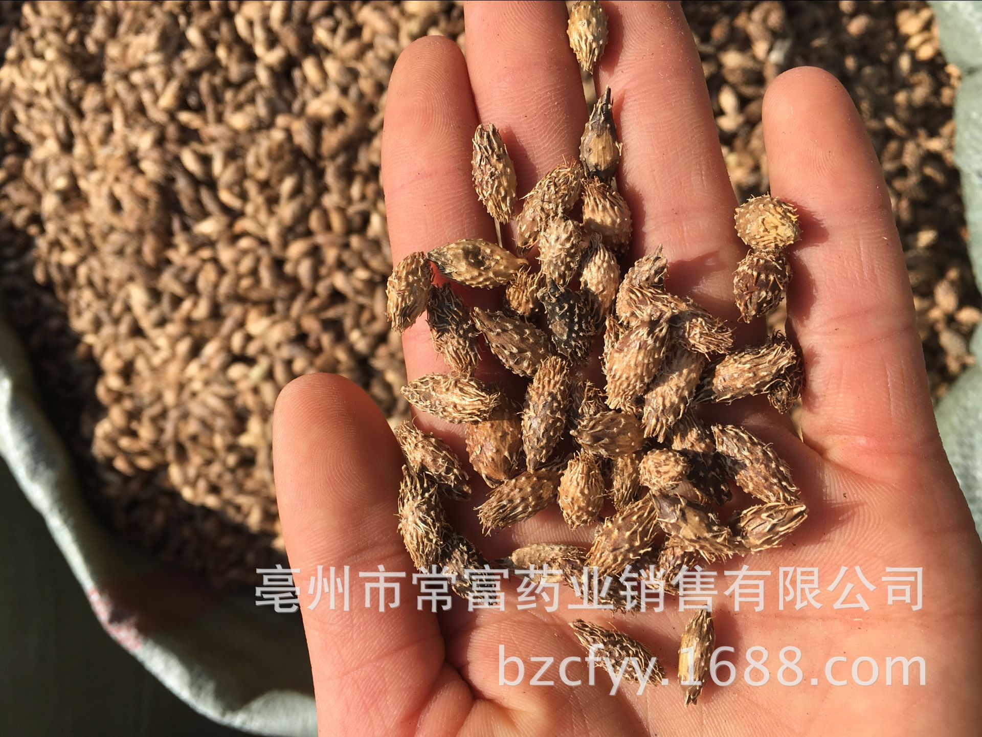 Cang Er Zi Dried Xanthium Fruit 500g Thornless Whole Herb for Decoction and Culinary Use specifications