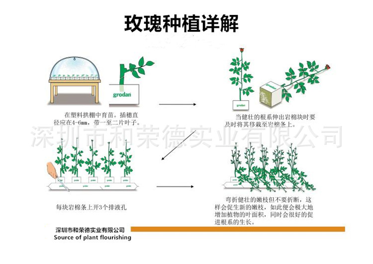 玫瑰种植1