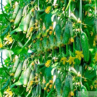 刺秋樹圖片 海量高清刺秋樹圖片大全 阿里巴巴