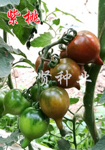 紫桃西紅柿種子 紫色番茄種子 順豐包郵西紅柿種子