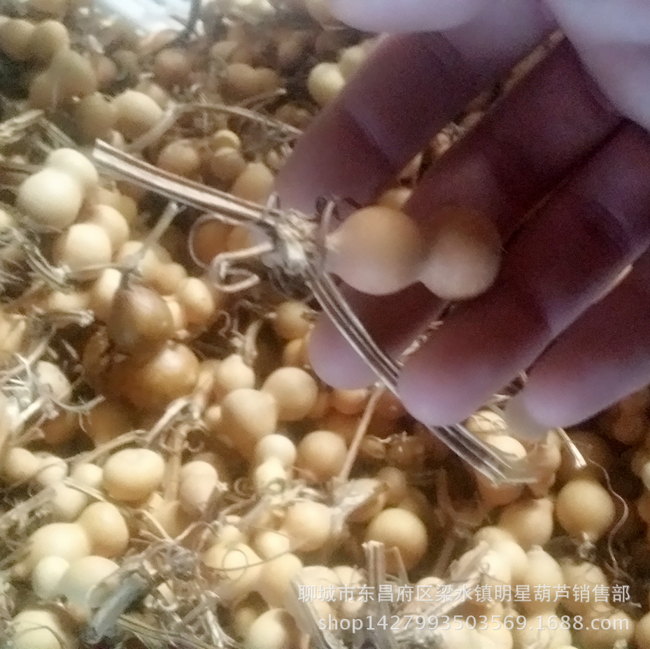 MYXJ_20170206142942_fast