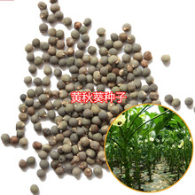黃秋葵種子 綠秋葵菜 羊角菜 紅秋葵種子蔬菜種子越南芝麻羊角豆