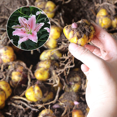 百合花卉种球 当年开花 四季种植宿根花卉香水百合花种球盆栽苗