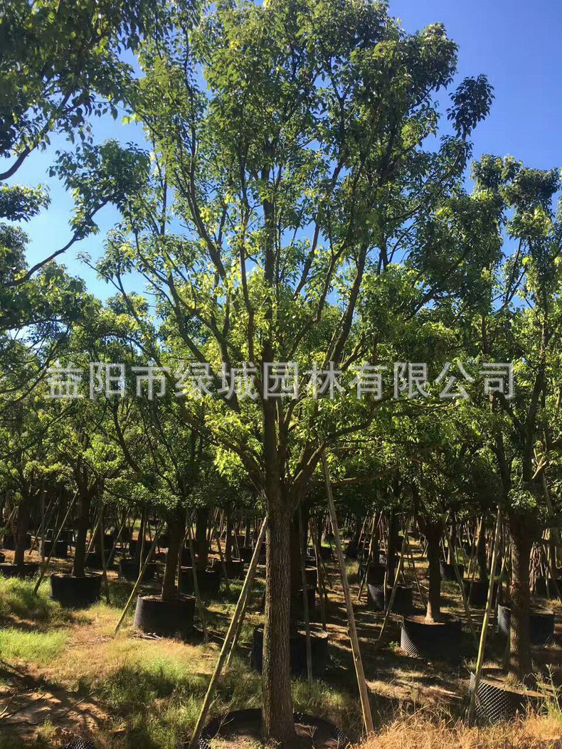 mmexport1500969197733