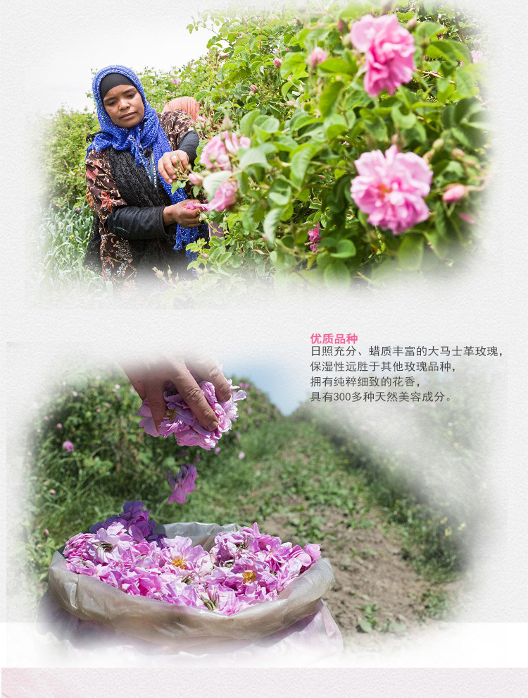 玫瑰纯露_06