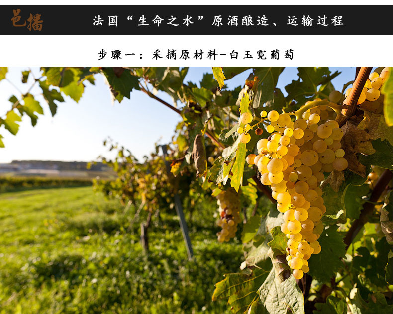 法国原装进口桶装白兰地原液