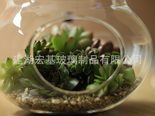Succulent fleshy plant flower plug green plant glass simple…