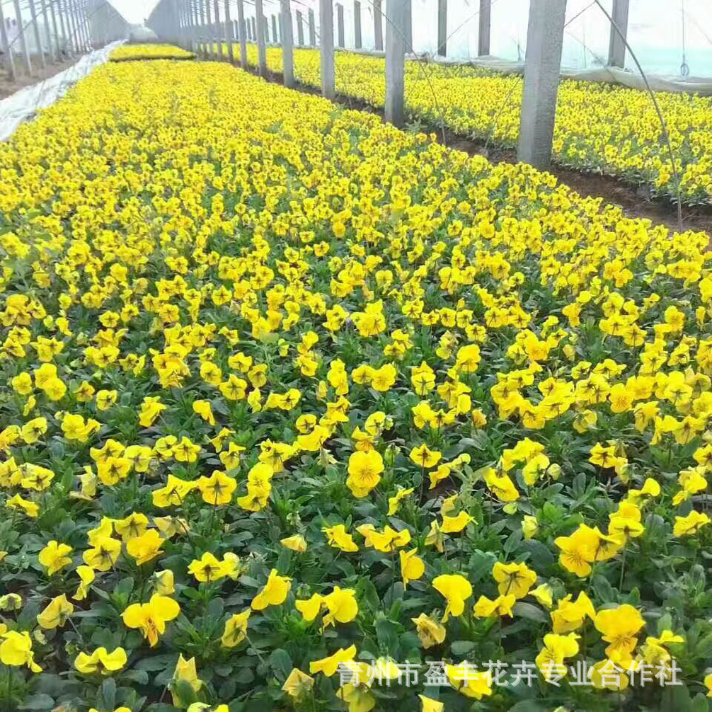 绿化草花