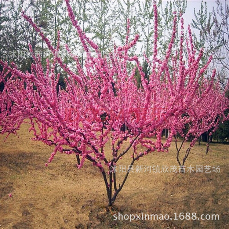 榆叶梅 嫁接苗重瓣大花榆叶梅树苗规格齐全成活高带土球发货