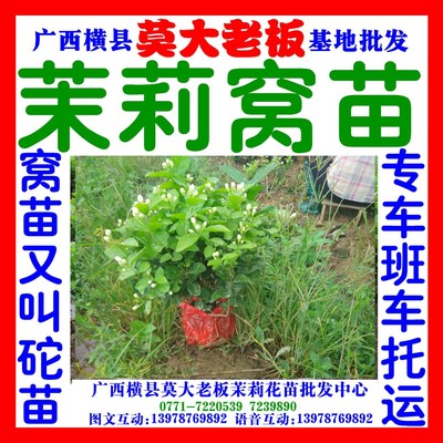 2年龄茉莉花苗小苗莫大老板批发  根多分枝也多 茉莉花盆景专用|ru