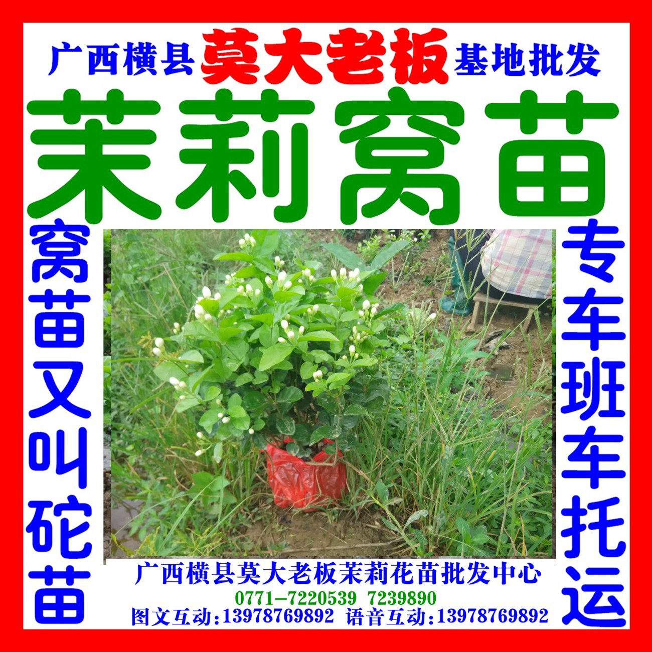 2年龄茉莉花苗小苗莫大老板批发  根多分枝也多 茉莉花盆景专用|ru