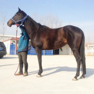 馬繁殖圖片 海量高清馬繁殖圖片大全 阿里巴巴