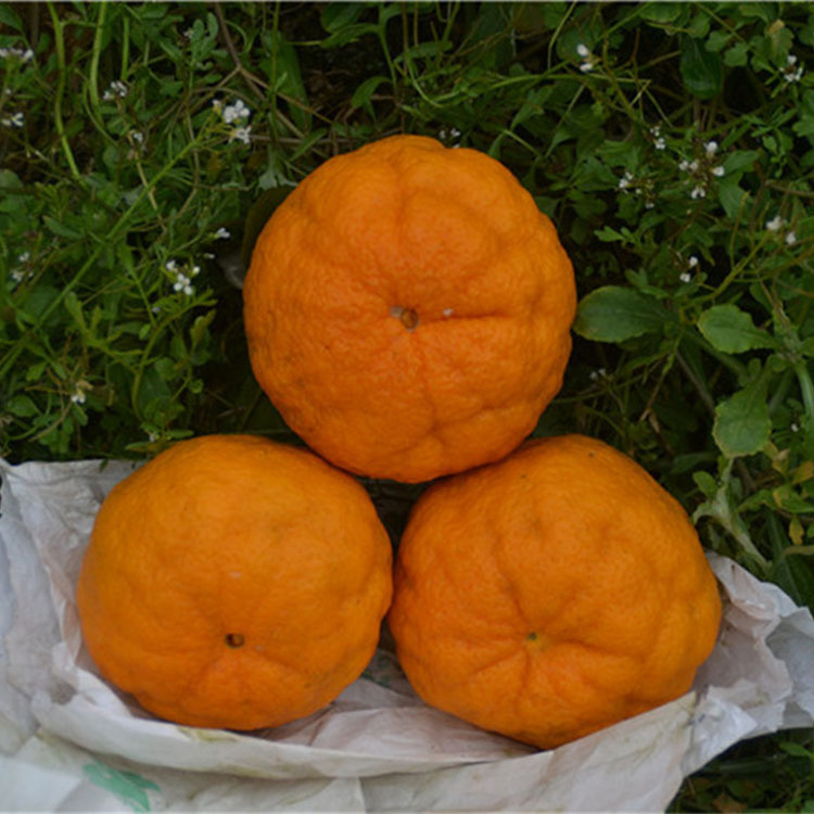 四川特产柑橘丑橘不知火5斤8斤