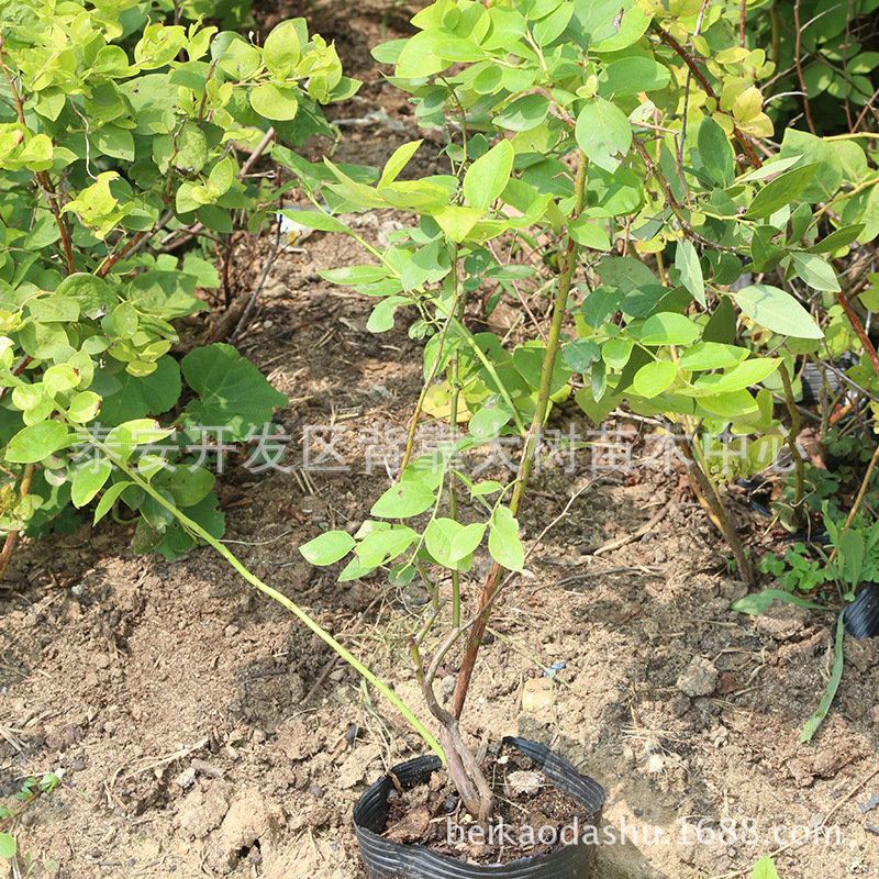 批发嫁接果树苗 南方北方种植 现挖现卖蓝莓苗 盆栽地栽庭院绿植