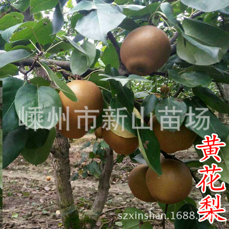 梨树和花梨的区别,梨树是红木吗,花梨木是梨树的木头吗(第2页)_大山谷图库