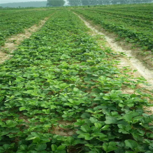 �ձ��þò�ݮ���������u �t�ݮ�ڸ����� ֧�ֽ���Ʒ�N���b��