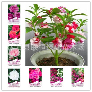 �ʴ��b �t�۟�����ɫ�軨�P���߲��P�ɷ����P�ɻ��N�� ָ�ײݷN��