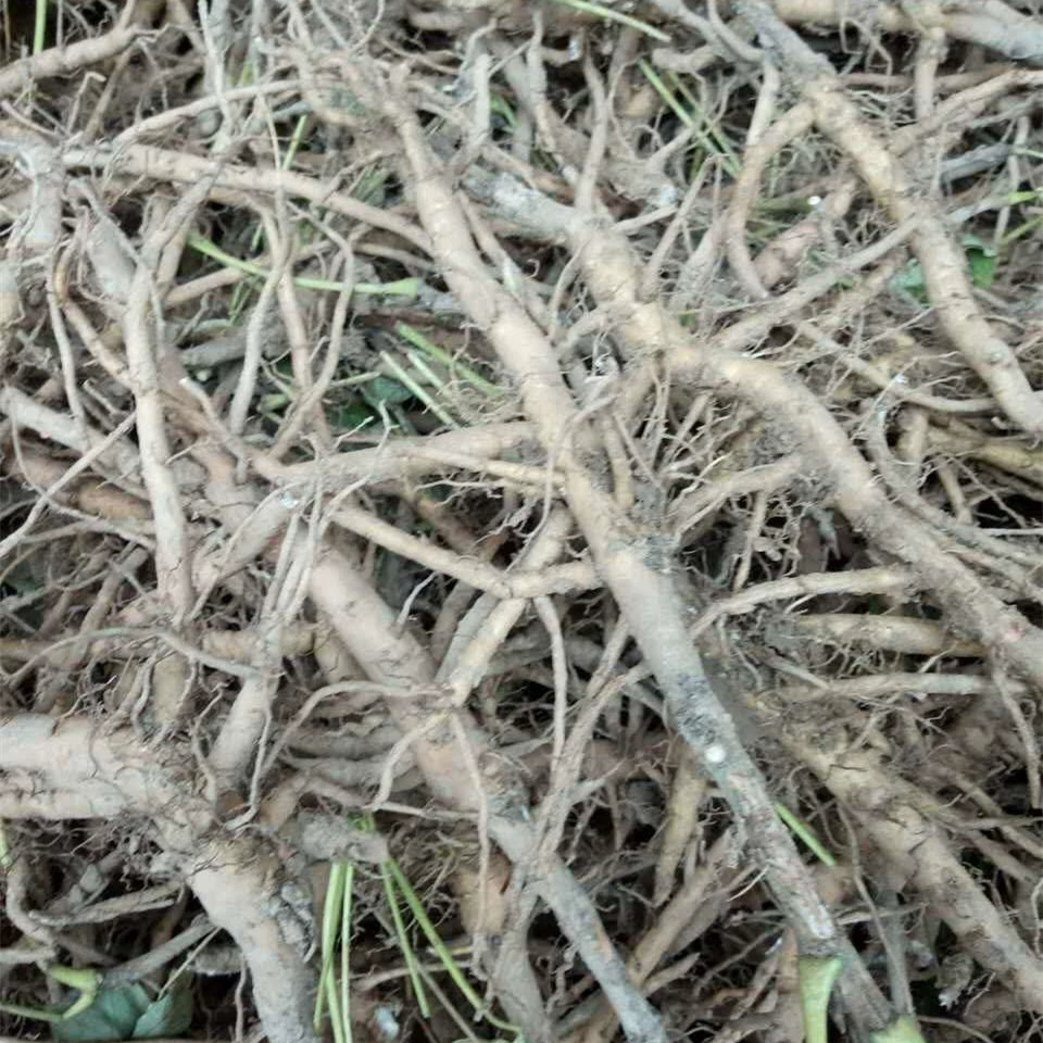 Большая поставка сильных трехлетних саженцев пиона, прививка оптом, озеленение саженцев пиона