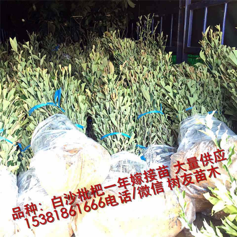 【树友苗木】大红袍大红星白沙枇杷苗 树友-国内果苗业优质品厂商