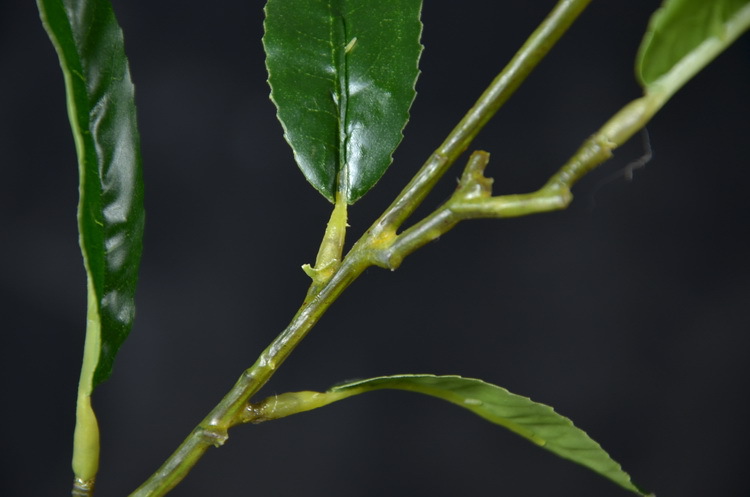 2-10黄色欧罗柠檬