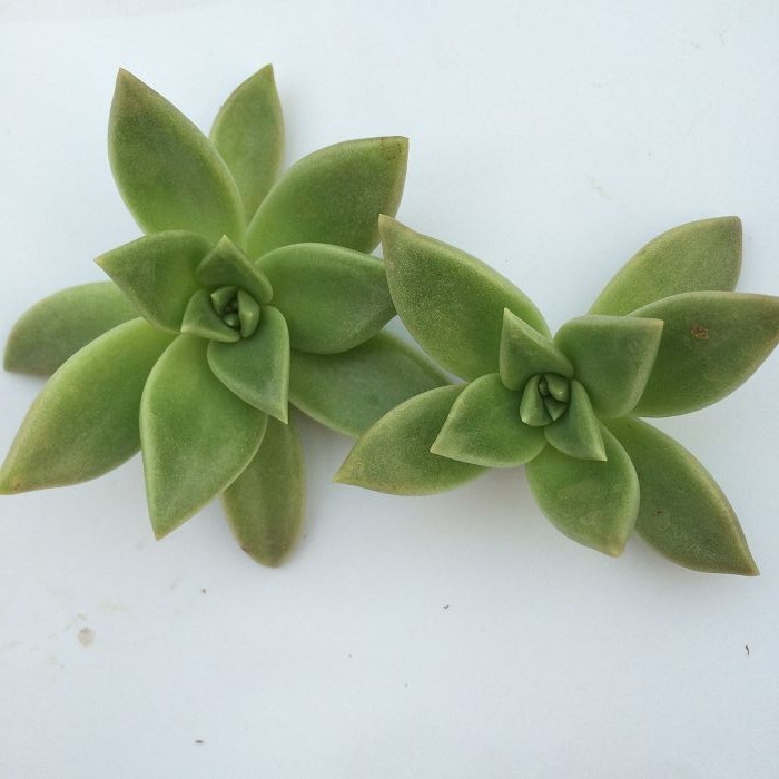 天羽多肉砍头苗银冬云多肉种苗批发多肉植物 阿里巴巴