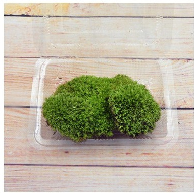 Micro -landscape plant moss Fresh moss white hair moss small white…