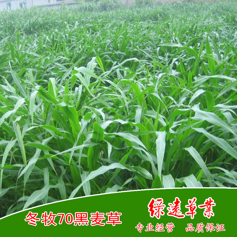 For:U.S.A Mexico Corn seeds Cattle Sheep Locust Donkey Goose Grass seed